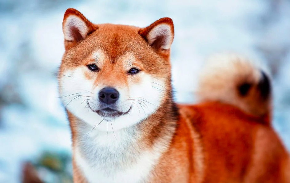  Shiba Inu Enjoys 8% Spike In Price In Last 7 Days, As SHIB Social Media Interaction Soars